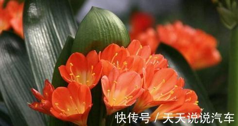 怎么养好君子兰，君子兰四季养护管理及注意事项