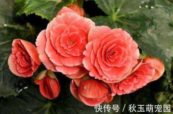 藏红花|适合庭院养护的几款花，开花勤爱爆盆，枝繁叶茂，全年花开如春