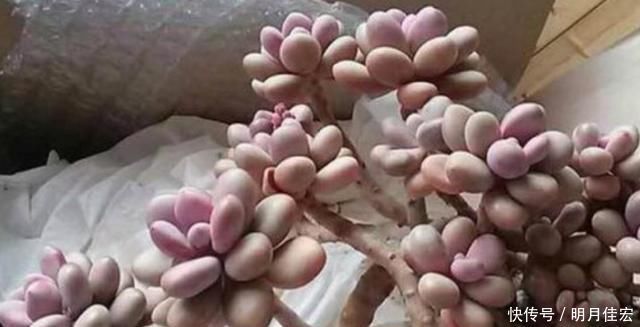 养多肉,天热是“一道坎”这3种好养护,度夏0压力