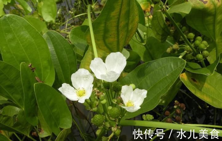 八正散|5味药的千古名方，用的好，治疗失眠、结石、尿感、肾病得心应手