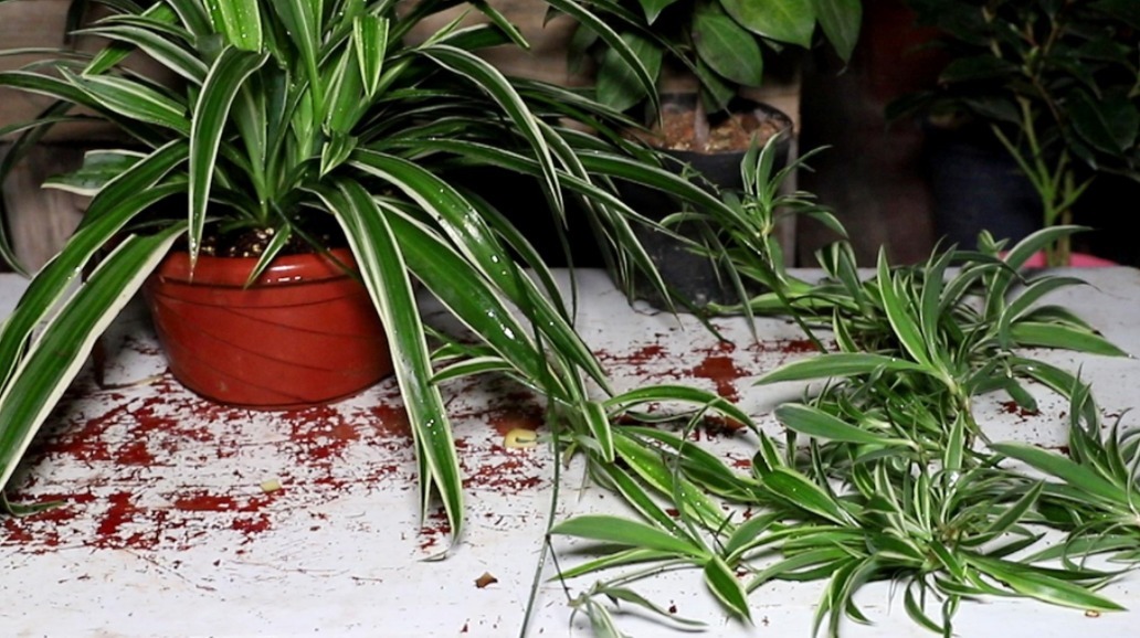 金边吊兰|室内盆栽植物,选花卉不如养绿植,这4款堪称一绝