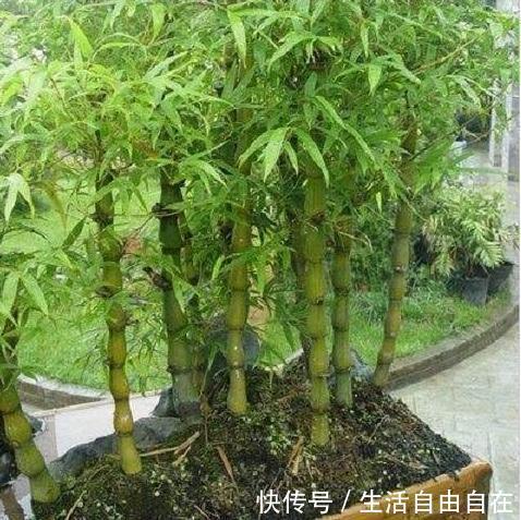 家里养花别瞎养2种花是大忌,6种花旺财还养人