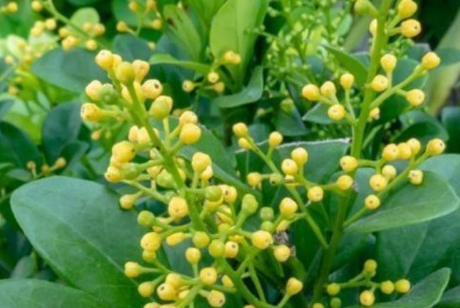 3种花喜欢晒太阳,越晒长越旺,只见花朵不见叶,拦都拦不住!