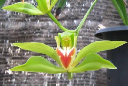 石斛兰|最全的兰花大鉴赏,看看你都见过几种兰花!