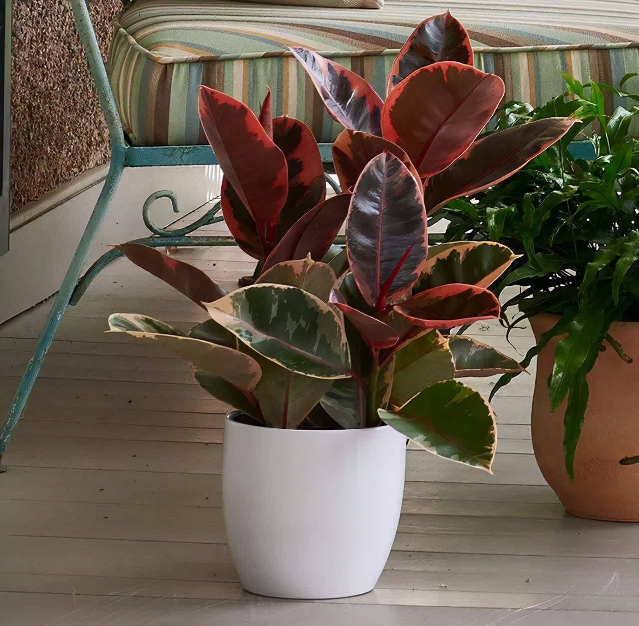 20种吉利大盆栽，客厅放一盆，吸收废气去异味，寓意好更养人