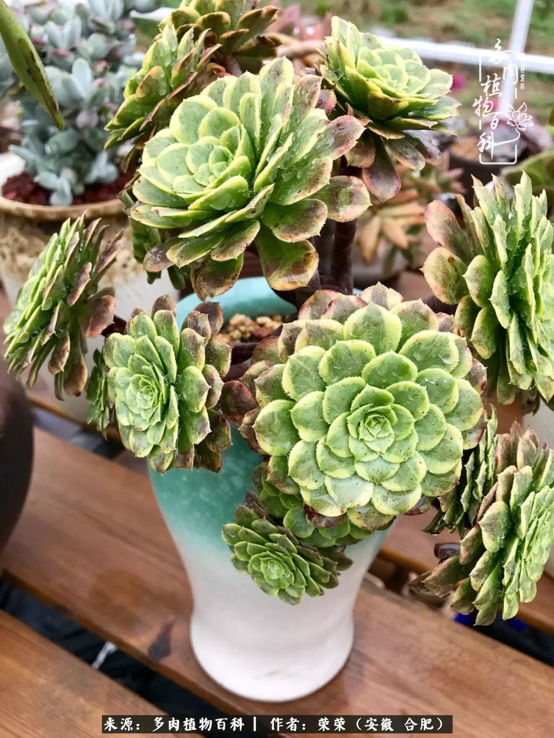 初秋时节,度夏后的多肉陆续回归!偷偷上了一层淡妆!
