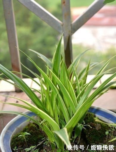 吊兰品种多样,只养一种太亏了,家里多放几盆,净化空气开小花