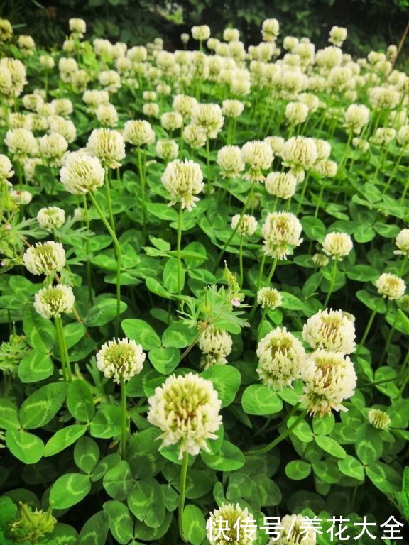 3种植物要谨慎养护，不然泛滥成灾，想清理干净都很难