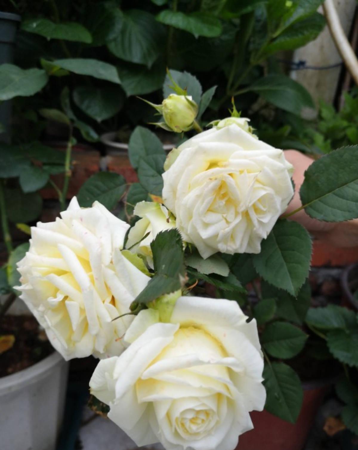 5种花都说不吉利,我却养了一大盆,每年开花都美翻了