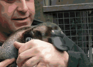 |搞笑GIF:在我们这,估计你一车西瓜是保不住了