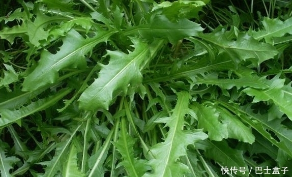 缓解|乡下几种野菜,具有缓解痉挛、减轻疼痛、健胃行气的功效