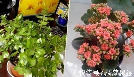 想要长寿|想要长寿多开花，盆里10天扔个“它”，花苞蹭蹭窜，不管也爆盆