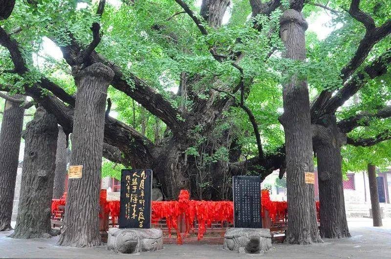 联系人|日照市省级冰雪主题体育旅游精品线路游玩攻略来了