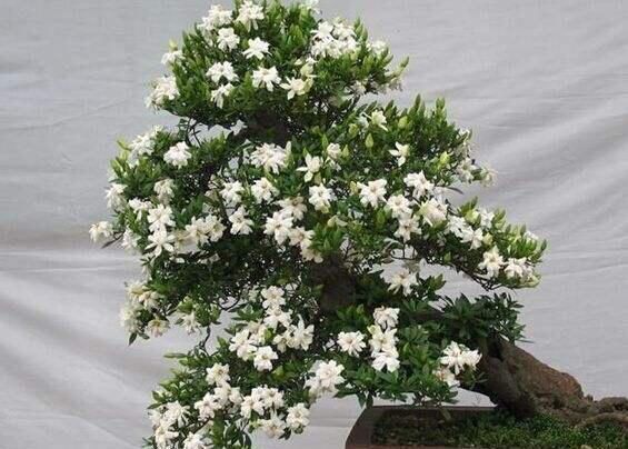 养“栀子花”,注意1个小细节,不黄叶、不掉苞,油绿茂盛开花多