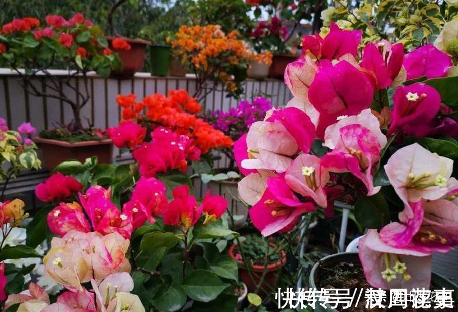 学会3个小技巧，不用控水，三角梅依然爆花，一茬接一茬