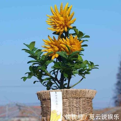农村|这种花在农村到处都是,却是有钱人最爱养的盆栽,不仅招财还养人