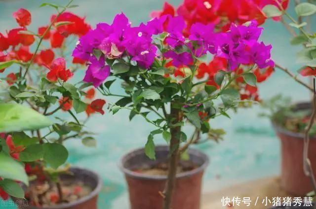 夏至后赶紧扦插5种花，越热生根越快，错过就要等明年