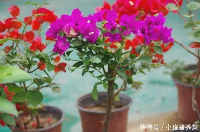 夏至后赶紧扦插5种花,越热生根越快,错过就要等明年
