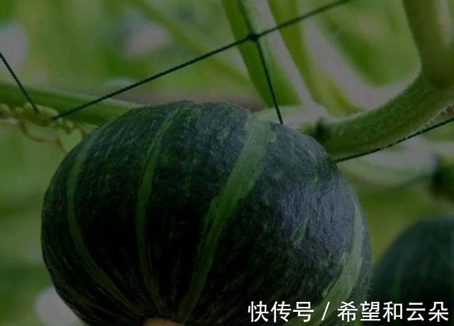 宝妈|贝贝南瓜，板栗南瓜，奶油南瓜，宝宝最喜欢哪种！