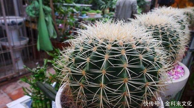 花盆里放两种杂物,花很好,没有虫子,土壤也不结实,气势旺盛