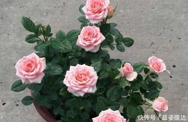 三月初，这“四朵花”任意养长，枝叶绿，花开，一年到头都在开花