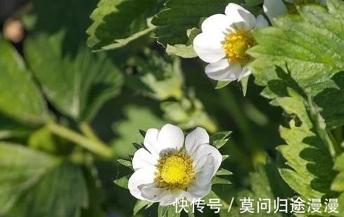 金牛|三天后，彻底看透，不愿舍弃，桃花纷飞，旧缘转折，相守白头