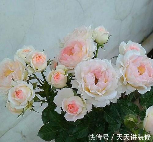 养护|4种冷门月季花，花多色艳，养的人却不多，全养的都是大神