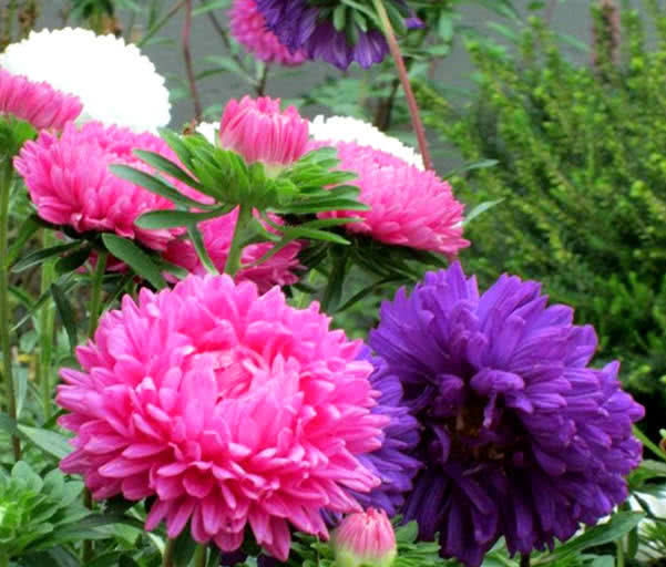 养花就养这几款，全年开花不停，人养花，花也养人，值得拥有