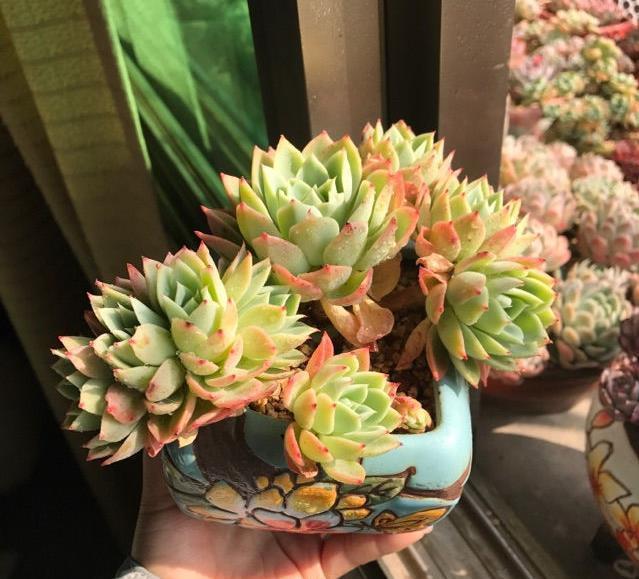 自己养的多肉植物总是绿的流油营造好温差,养出果冻色