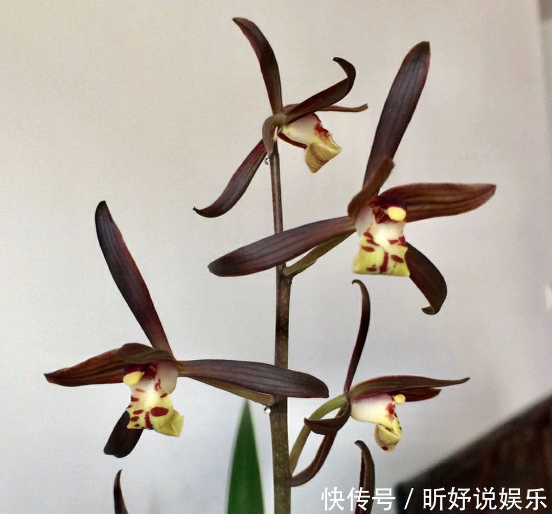 秋季养墨兰,做不到3点,春节开花是做梦,秋季花芽破土很关键