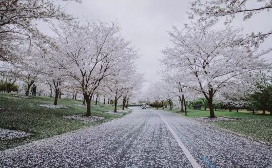 梅花、樱花、玉兰、二月兰……松江早春赏花图鉴来了