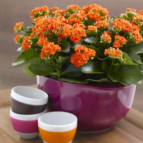 长寿花喝点“甜甜水”,叶子不发红,肥厚绿油油,开花开“爆盆”