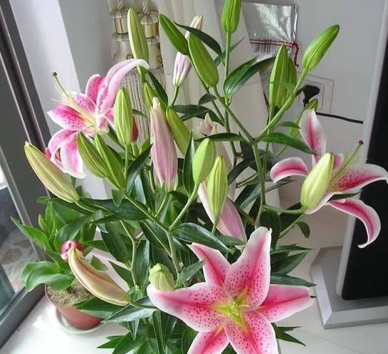 自从老婆在家中养此种盆栽后,满屋子都是清香,出门不用喷香水了