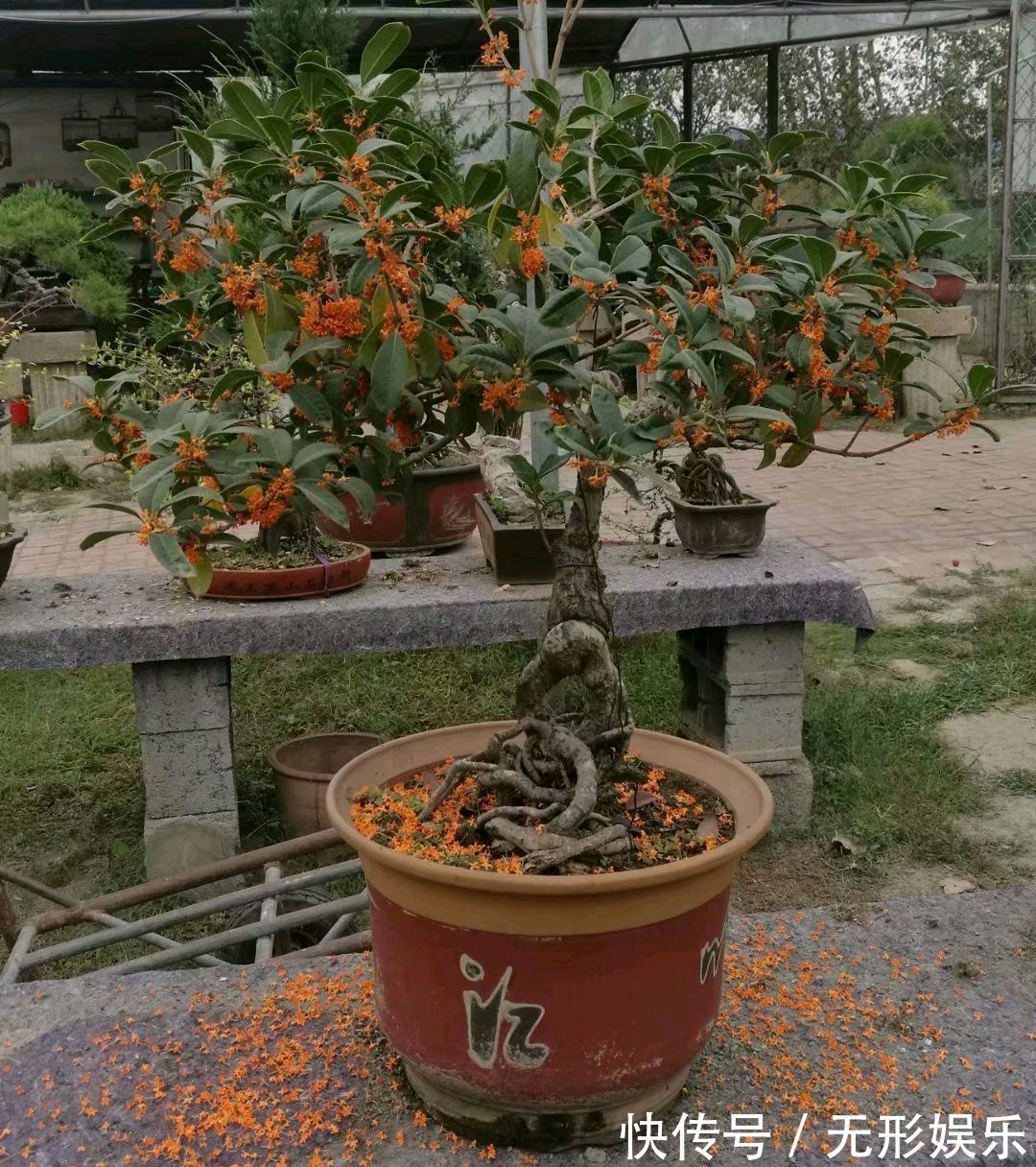 掉光花的桂花盆景怎么养做到6点，来年一样开花爆盆满树放香