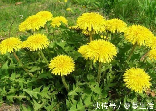 抗疲劳|蒲公英里加一宝,坚持每天一杯,明目抗疲劳,身体毒素全跑光