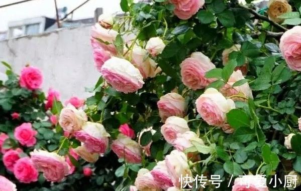 月季盲芽盲枝的原因,是月季的问题还是你养护不到位,看这里