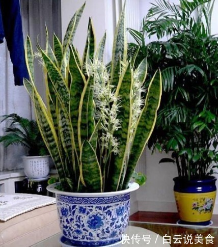 冬季浇花,只用“一神奇水”,不用花“1分钱”,比营养液都好用