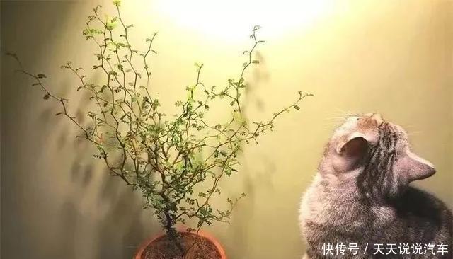 家里养一棵童话树,元气满满、暖心又治愈