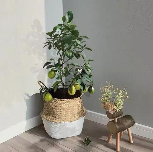 盆栽文竹、吊兰、发财树，枝叶过密招蚊虫该怎么办剪剪就变美