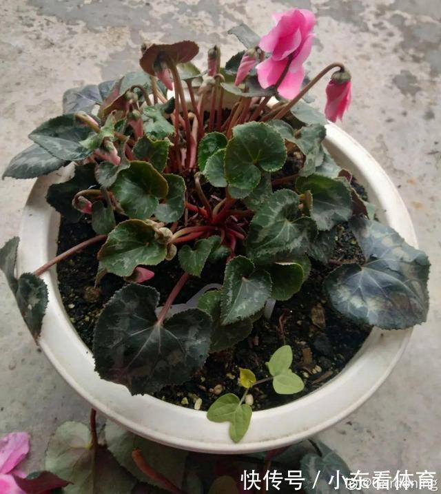 叶子|10种花要控水,天热反而不能浇,一浇水就死