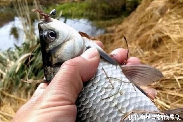 冬钓大鲫鱼,钓深还是钓浅?天冷要找这种地方,鲫鱼在这里扎堆