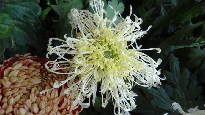 喜欢菊花，不如养盆“珍品名菊”绿窗纱影，似长发少女，纱影朦胧