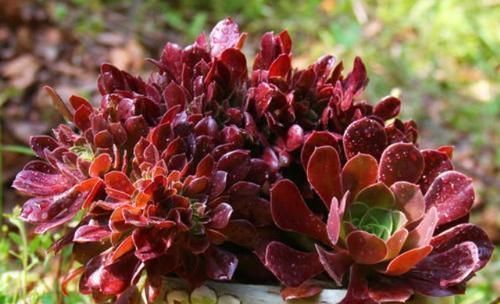 景天科|3种多肉别嫌丑,这样控养秒逆袭,变身后,“仙气飘飘”惹人爱!