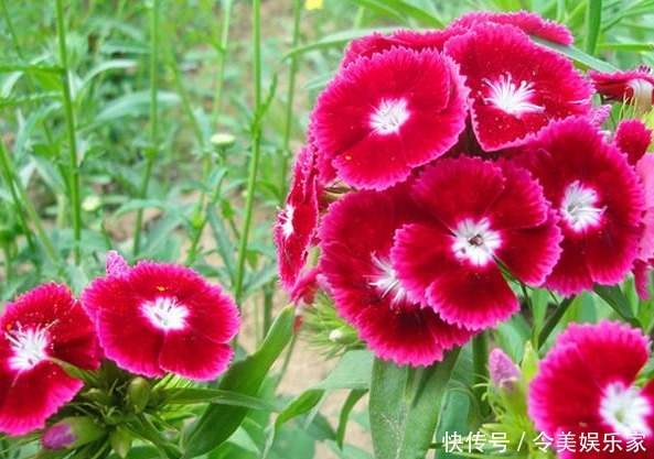 花色|石竹,是很好的观赏花卉,好看又能净化空气,花色艳丽!