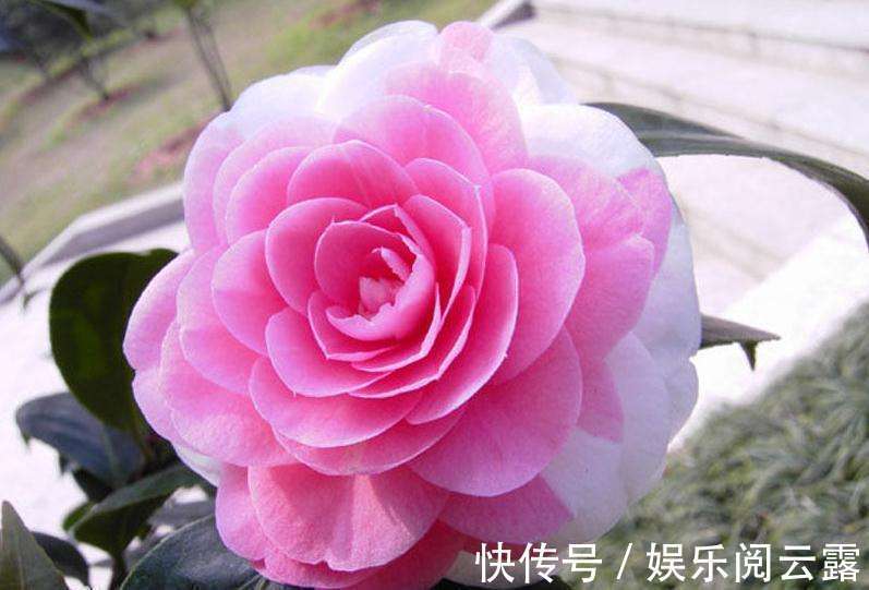 茶花,最美的“5种”,随便养一盆,比香水好闻,比牡丹更好看