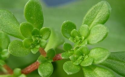 女性不想滿臉皺紋，要多吃健康食物，刮油清脂，美容養(yǎng)顏