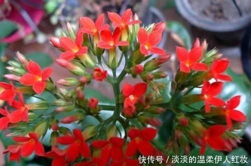 长寿花|夏季长寿花黑腐现象严重，“反着”来养，养出更多侧芽更容易爆盆