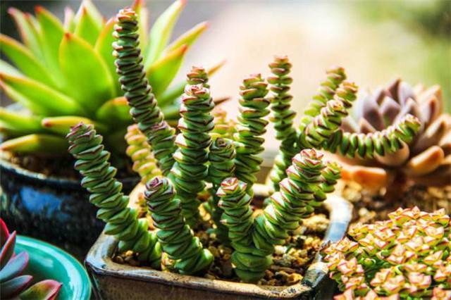 多肉“钱串景天”这么养!几个月就能叶色出锦、疯长爆盆!
