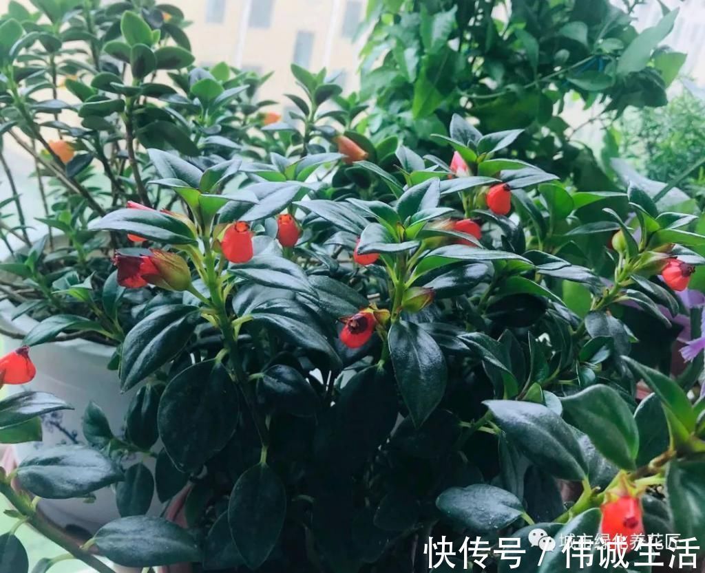 啤酒|室内养花就养两种花,没事喂一喂啤酒,长出垂吊枝,开花成瀑布