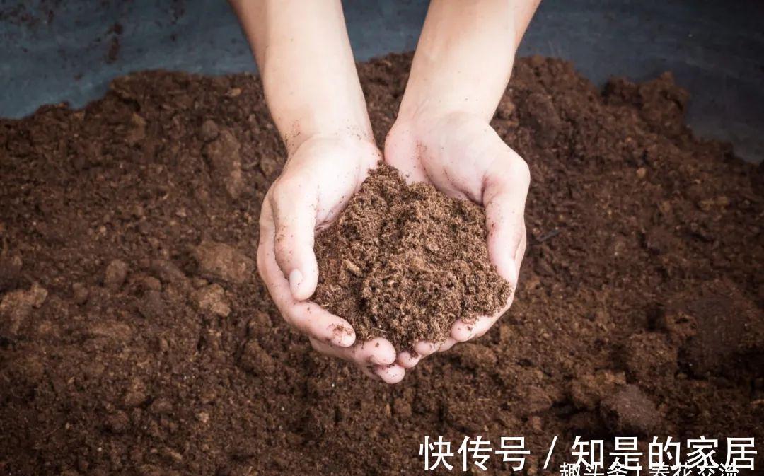 养花要用好土真能事半功倍，自己配的营养土，能让植物快速生长